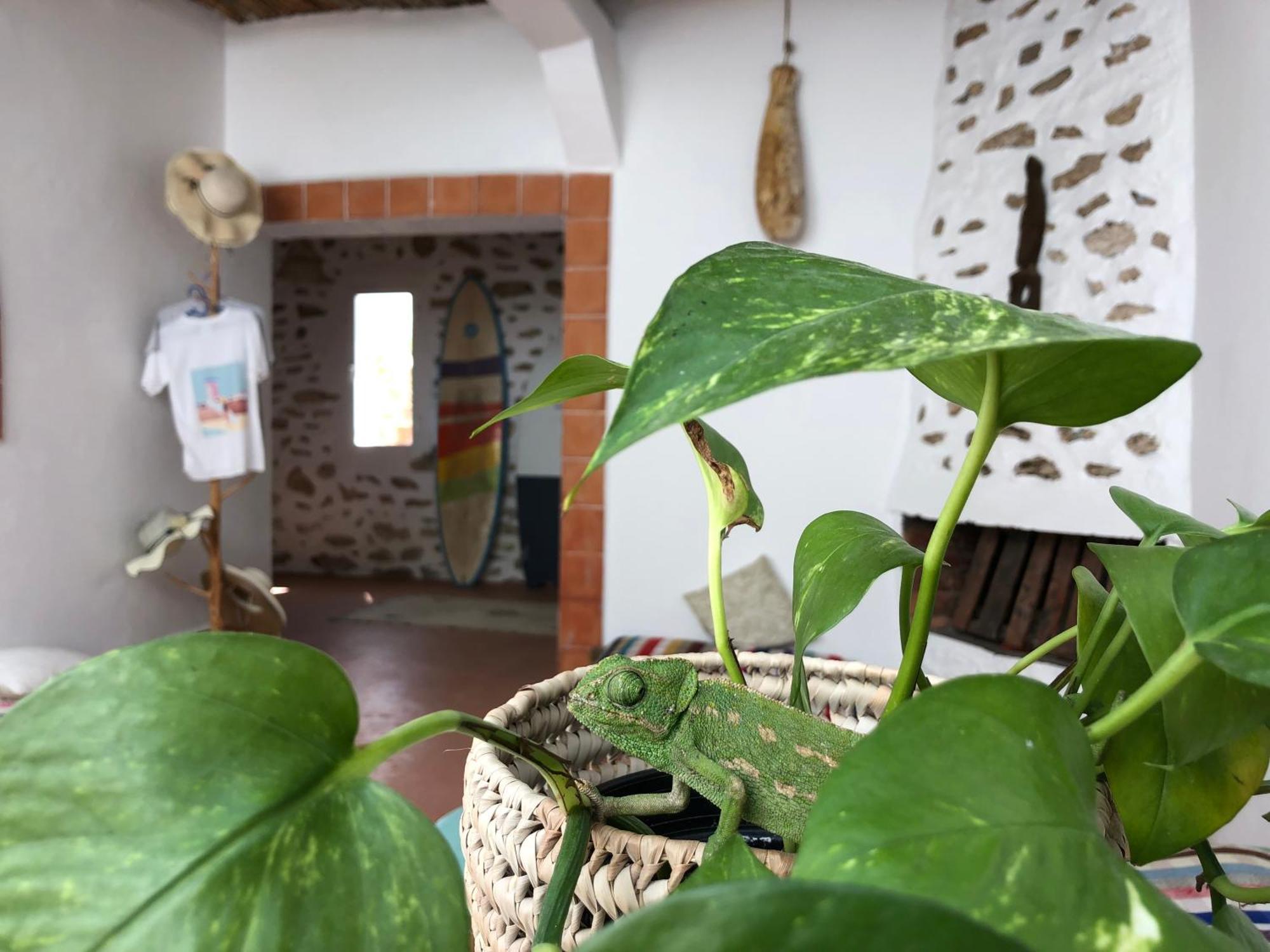 Surf Housemaroc Hostel Εσαουίρα Εξωτερικό φωτογραφία